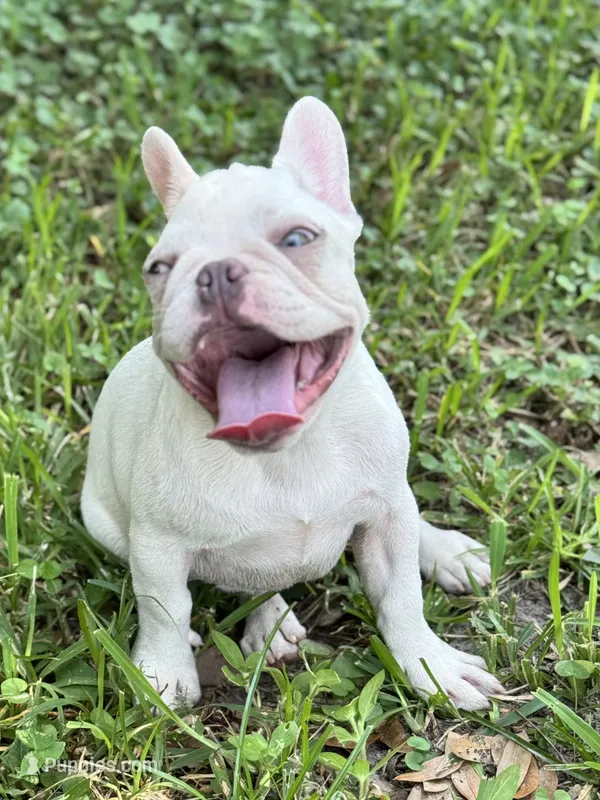 Ariel *Platinum Girl – French Bulldog puppy for sale in Jacksonville, FL