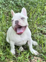 Ariel *Platinum Girl, a female French Bulldog for sale in Jacksonville, FL – 1 of 2