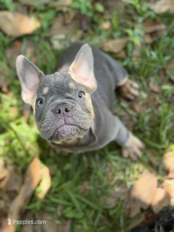 Vilano – French Bulldog puppy for sale in Jacksonville, FL