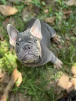 Vilano, a male French Bulldog for sale in Jacksonville, FL – 1 of 1