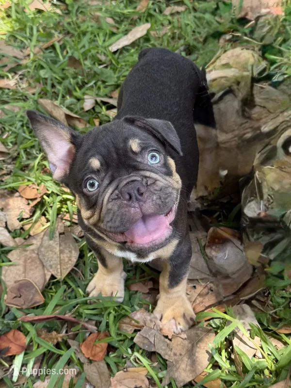 Gunner Chocolate TRi – French Bulldog puppy for sale in Jacksonville, FL