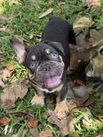 Gunner Chocolate TRi, a male French Bulldog for sale in Jacksonville, FL – 1 of 1