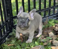 AKC Blue Fawn "Caroline", a female French Bulldog for sale in Jacksonville, FL – 2 of 3