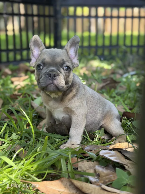 AKC Blue Fawn "Caroline" – French Bulldog puppy for sale in Jacksonville, FL