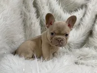 Gildilocks, a female French Bulldog for sale in Jacksonville, FL – 2 of 2