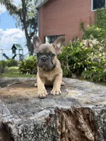 AKC Blue Fawn "Caroline", a female French Bulldog for sale in Jacksonville, FL – 3 of 3