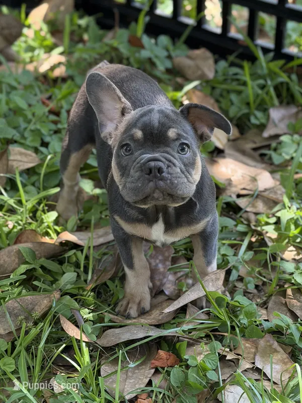AKC Blue tri "Victoria" – French Bulldog puppy for sale in Jacksonville, FL