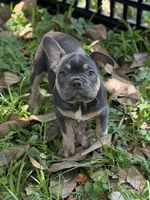 AKC Blue tri "Victoria", a female French Bulldog for sale in Jacksonville, FL – 1 of 1