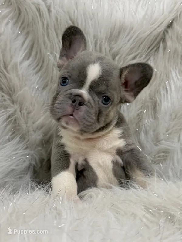 Lilac Pied Cinderela – French Bulldog puppy for sale in Jacksonville, FL