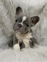 Lilac Pied Cinderela, a female French Bulldog for sale in Jacksonville, FL – 1 of 1