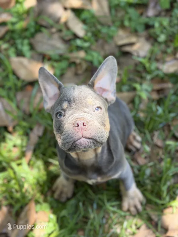 Glamore Blue TRi – French Bulldog puppy for sale in Jacksonville, FL