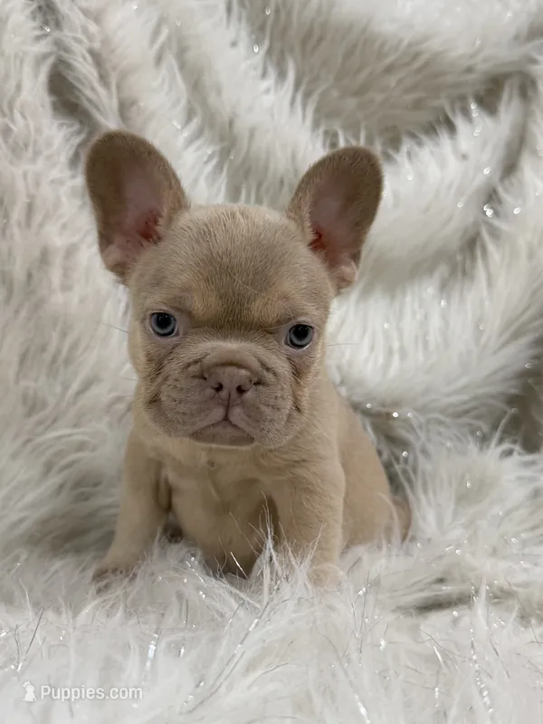 Gildilocks – French Bulldog puppy for sale in Jacksonville, FL