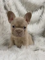 Gildilocks, a female French Bulldog for sale in Jacksonville, FL – 1 of 2