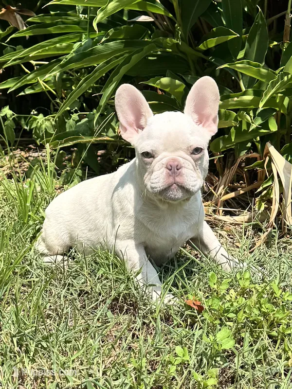 Lion King – French Bulldog puppy for sale in Jacksonville, FL