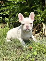 Lion King, a male French Bulldog for sale in Jacksonville, FL – 1 of 1