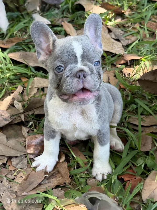 Dimitri – French Bulldog puppy for sale in Jacksonville, FL