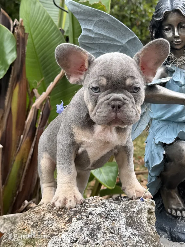 Thor – French Bulldog puppy for sale in Jacksonville, FL