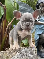 Thor, a male French Bulldog for sale in Jacksonville, FL – 1 of 1