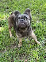 AdoptionAngel Fluffy Blue Fawn, a male French Bulldog for sale in Jacksonville, FL – 1 of 1