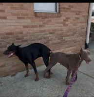 Khhj, a  Doberman Pinscher for sale in Raleigh, NC – 4 of 8