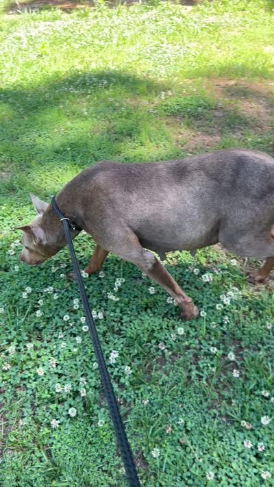 Khhj, a  Doberman Pinscher for sale in Raleigh, NC – 7 of 8