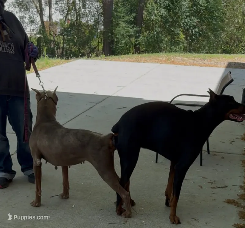 Khhj – Doberman Pinscher puppy for sale in Raleigh, NC