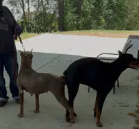 Khhj, a  Doberman Pinscher for sale in Raleigh, NC – 1 of 8