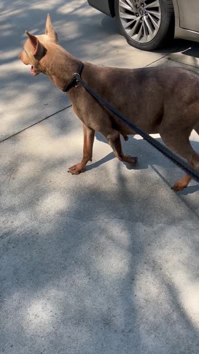 Khhj, a  Doberman Pinscher for sale in Raleigh, NC – 6 of 8