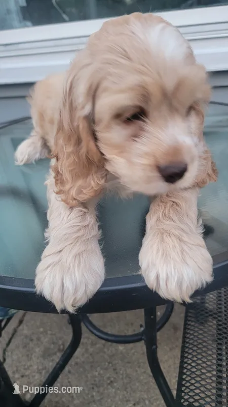 Cockapoo puppy – Cockapoo puppy for sale in Cincinnati, OH