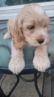 Cockapoo puppy, a male Cockapoo for sale in Cincinnati, OH – 1 of 4