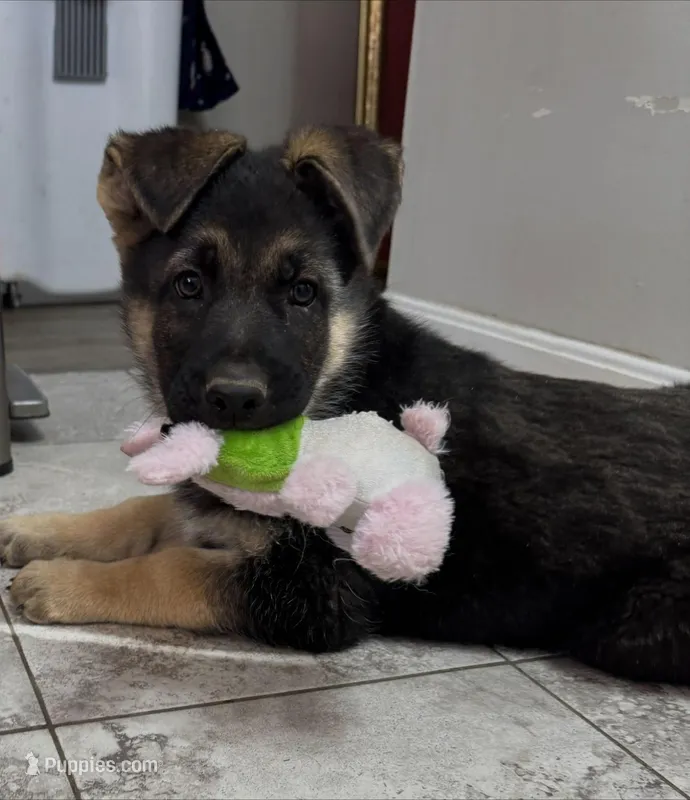 German Shepherd puppy