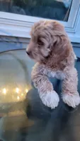 Cockapoo puppy, a female Cockapoo for sale in Cincinnati, OH – 2 of 3