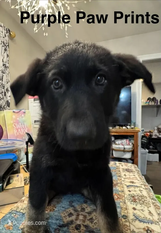 German Shepherd puppy