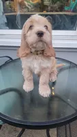 Cockapoo puppy, a male Cockapoo for sale in Cincinnati, OH – 2 of 4