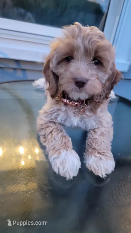 Cockapoo puppy – Cockapoo puppy for sale in Cincinnati, OH