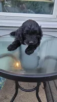 Cockapoo puppy, a male Cockapoo for sale in Cincinnati, OH – 3 of 3