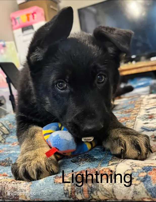 German Shepherd puppy