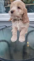 Cockapoo puppy, a male Cockapoo for sale in Cincinnati, OH – 4 of 4