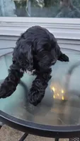Cockapoo puppy, a male Cockapoo for sale in Cincinnati, OH – 2 of 3