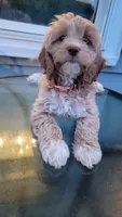 Cockapoo puppy, a female Cockapoo for sale in Cincinnati, OH – 3 of 3