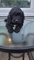 Cockapoo puppy, a male Cockapoo for sale in Cincinnati, OH – 1 of 3