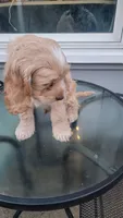 Cockapoo puppy, a male Cockapoo for sale in Cincinnati, OH – 3 of 4
