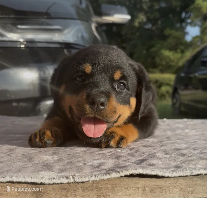 Teal Girl  – Rottweiler puppy for sale in Ehrhardt, SC