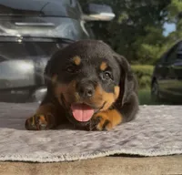 Teal Girl , a female Rottweiler for sale in Ehrhardt, SC – 1 of 2