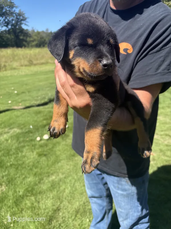 Blue male  – Rottweiler puppy for sale in Ehrhardt, SC