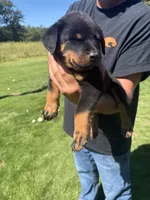 Blue male , a male Rottweiler for sale in Ehrhardt, SC – 1 of 2