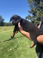 Purple girl , a female Rottweiler for sale in Ehrhardt, SC – 2 of 2