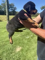 Yellow girl , a female Rottweiler for sale in Ehrhardt, SC – 2 of 2
