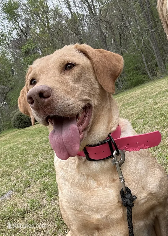 Sandy  – Labrador Retriever puppy for sale in Ehrhardt, SC