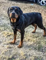 Kikka , a female Rottweiler for sale in Ehrhardt, SC – 2 of 2